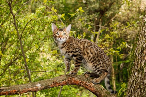 probably a Ocicat cat