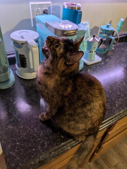 Soot, a torbie looking up with her mouth open