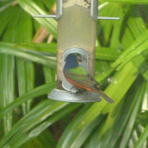 A painted bunting sitting on a perch of a tube feeder is in the center of the photo.  Its head is blue, wings are green and body is red, all colors are bright and distinctive.  In the background are fronds of a rhapis palm, aka lady palm.