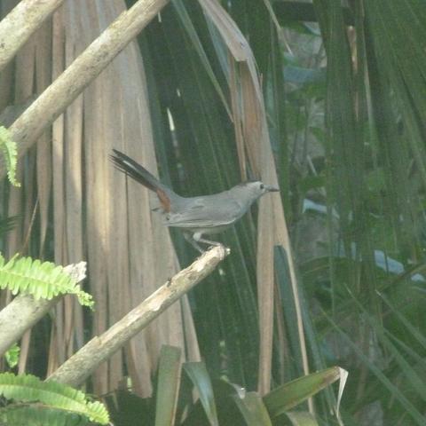 A gray catbird is in the center, its body is gray, tail, eye and beak are black and an orange patch is on its rump.  It is setting on the edge of a broken palm stalk.  Brown and green palm fronds are in the background, and some green Boston fern is in the lower left foreground.