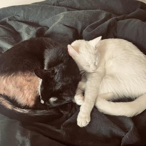 on a black blanket, a white cat and a back cat curl up next to each other to sleep