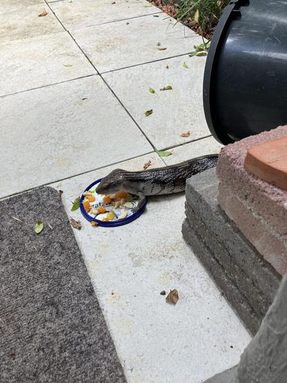 A large Blue Tongue Skink contemplates his existence as he pauses in the middle of devouring a mountain of pumpkin and chicken twice the size of his head. “Is this all there is, and if so, is this not enough?” he thinks to himself.

Also there’s some white paving stones he’s upon, and he’s partially obscured by stacked pavers in the foreground, there’s a black plastic flower pot on its side behind him, but the existential moment is more important than all that.