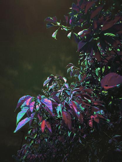 Blätter und Nachthimmel. Glitchfilter.