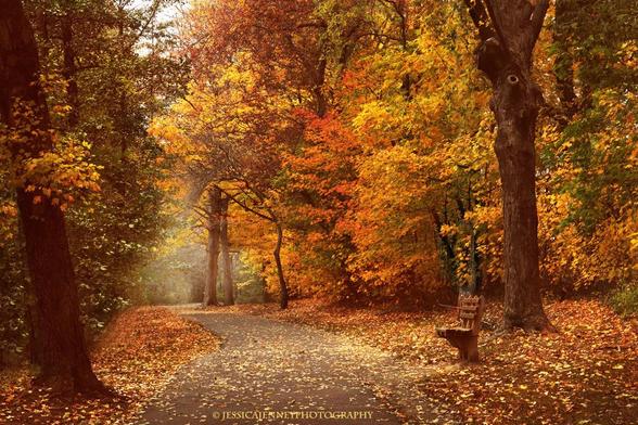 A pathway winds through a serene forest adorned with vibrant autumn foliage, lit in shades of gold, orange, and red. A solitary wooden bench sits by the side of the path under a towering tree, adding a sense of peaceful solitude.