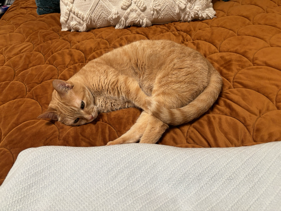 A small orange tabby cat laying curled up 