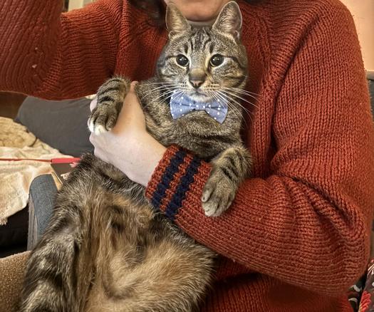 A person wearing a red sweater holds a cat with a bow tie. The cat has a striped coat and a relaxed posture. The background is cozy, featuring soft blankets and a sofa.