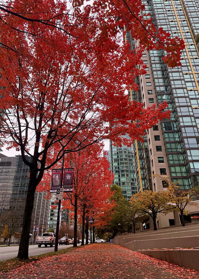 Red maple trees with leaves spread across the sidewalk along a busy Vancouver BC thoroughfare. 
