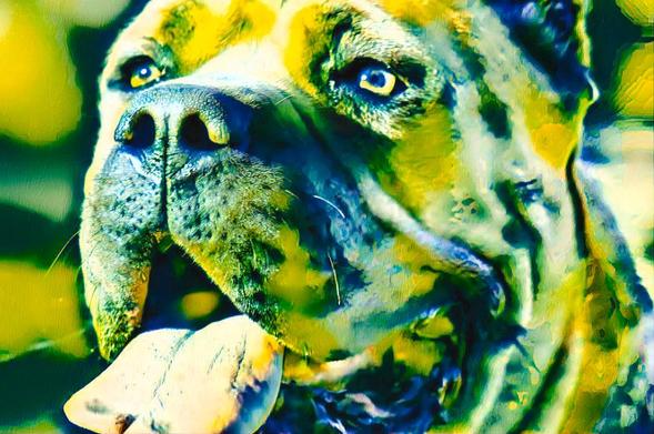 colorful dog portrait