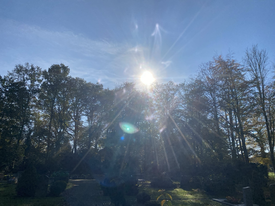 Sunshine through trees 