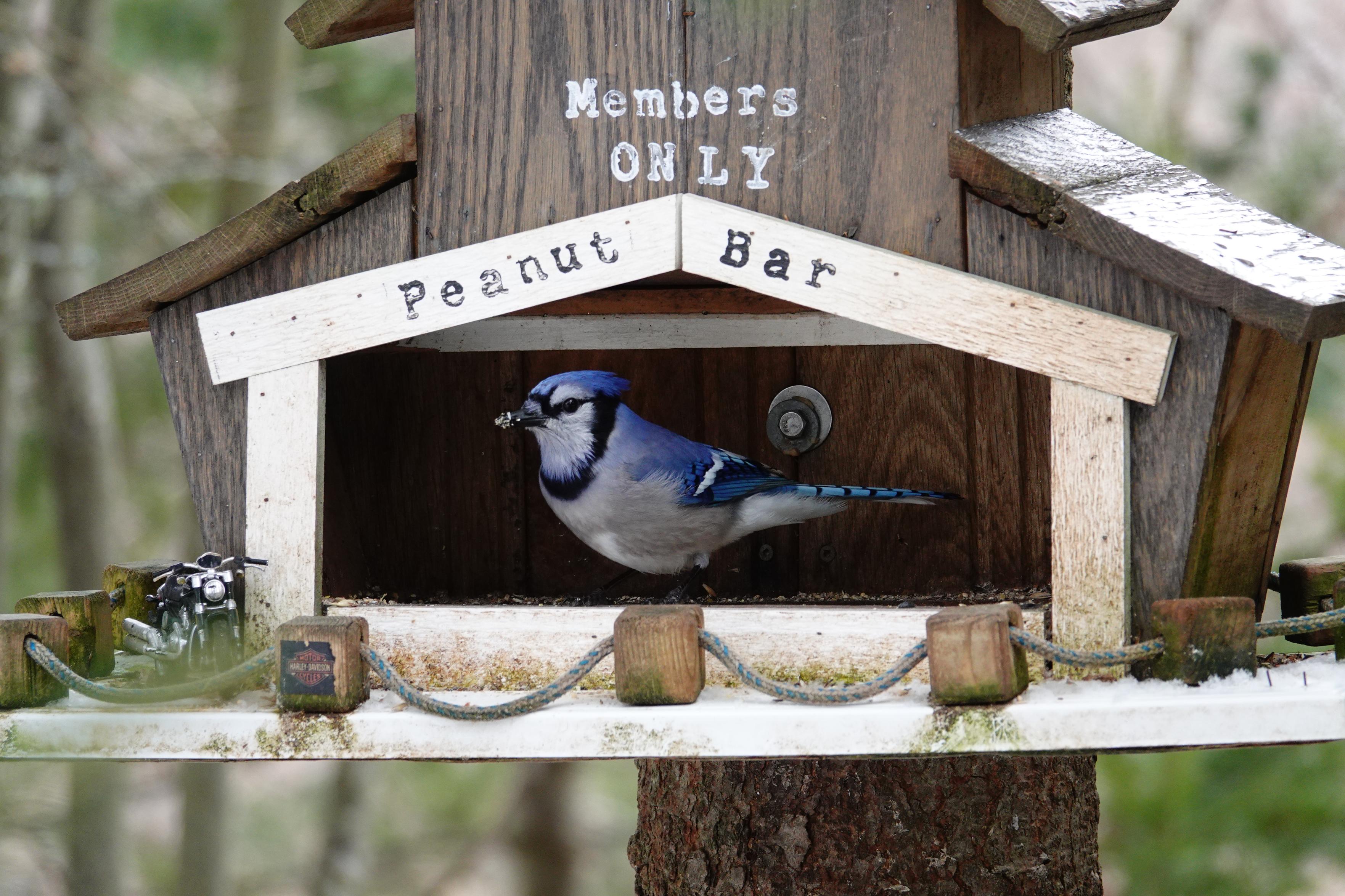 A%20blue%20jay%20standing%20in%20a%20%22bird%20house%22%20attached%20to%20a%20tree%20in%20the%20forest%20that%20is%20built%20to%20resemble%20a%20motorcycle%20bar.%20%22Members%20ONLY%3A%20Peanut%20Bar%22%20is%20stencilled%20on%20the%20front%2C%20and%20the%20%22parking%20lot%22%20is%20roped%20off.%20A%20toy%20motorcycle%20is%20parked%20outside%2C%20and%20one%20of%20the%20wooden%20blocks%20holding%20the%20rope%20has%20a%20Harley-Davidson%20logo.