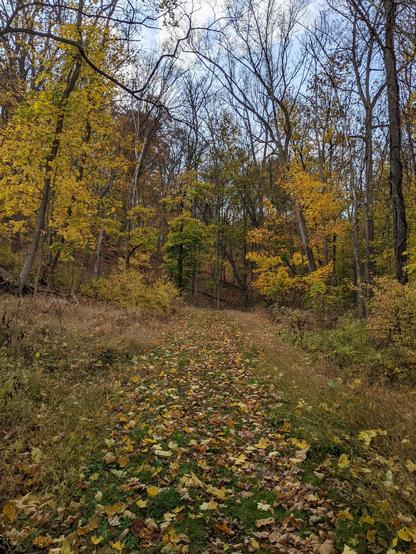 Photo of the beginning of our little hike of an uphill grassy trail with autumn color trees. Lots of leaves line the grassy ground.