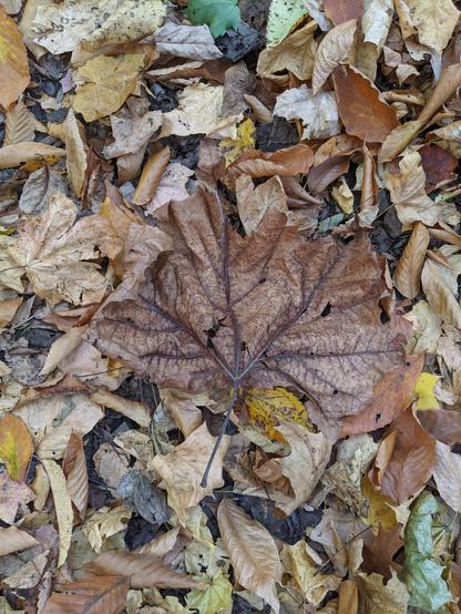 Photo of the super large brownish leaf I liked on the leafy ground. 