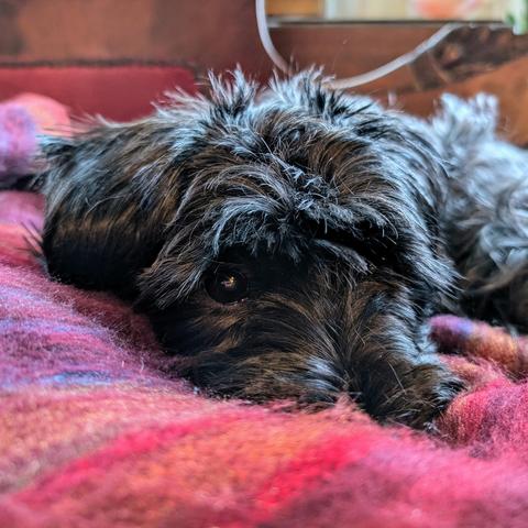Chaya, a black Yorkie-Poodle mix, snuggles up on the couch, her nose buried in a blanket.