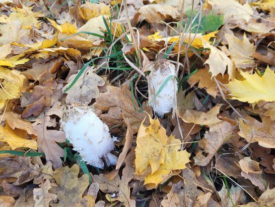 Pilze auf dem Herbstboden