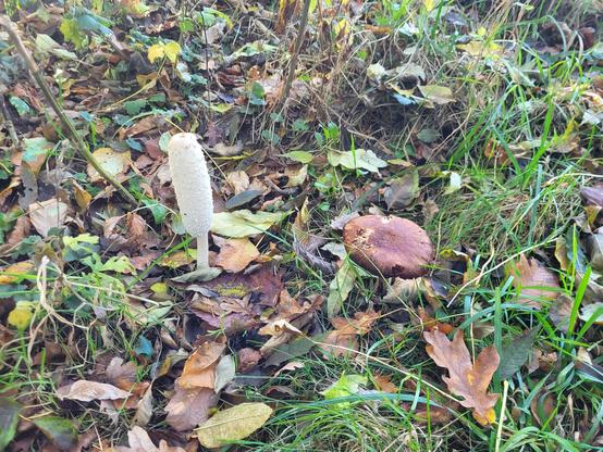 Pilze auf dem Herbstboden