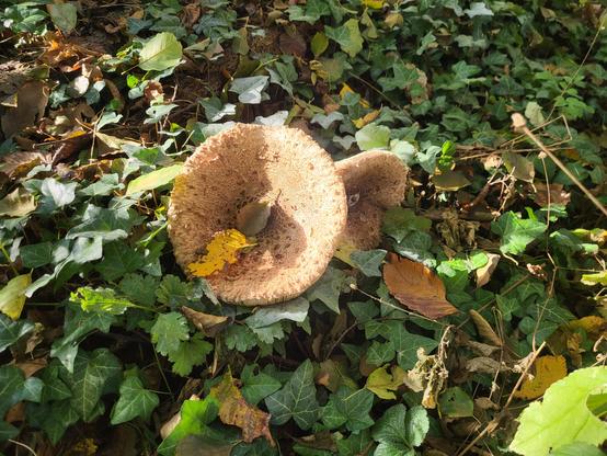 Pilze auf dem Herbstboden