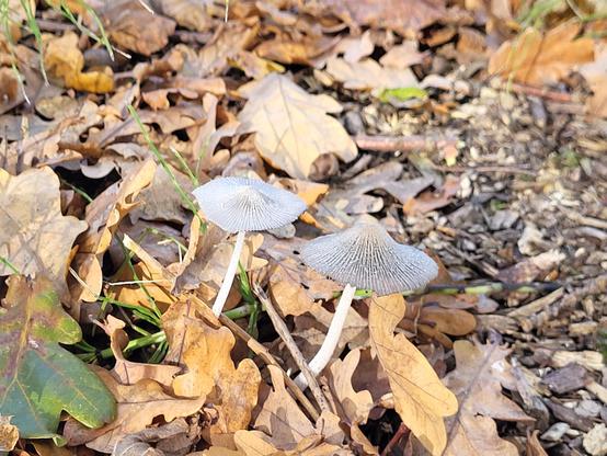 Pilze auf dem Herbstboden