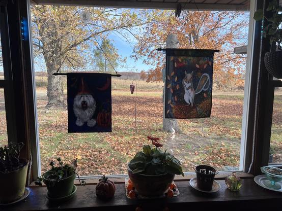 My window flags, including a Halloween sheepdog in a wizard hat, and a squirrel raking leaves. Lots of leaves on the ground outside, and some blooms on the indoor flowers. 