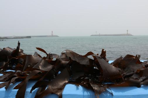 Photo of a coastal view with kelps (brown algae) draped on a blue wall. On the horizon, beyond the water, we see islands with a some tall structures, which could be lighthouses. 