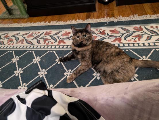 Soot, my torbie