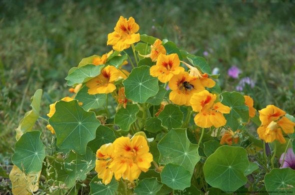 Tropaeolum majus picture. Link to preprint: https://doi.org/10.1101/2024.11.01.621629
