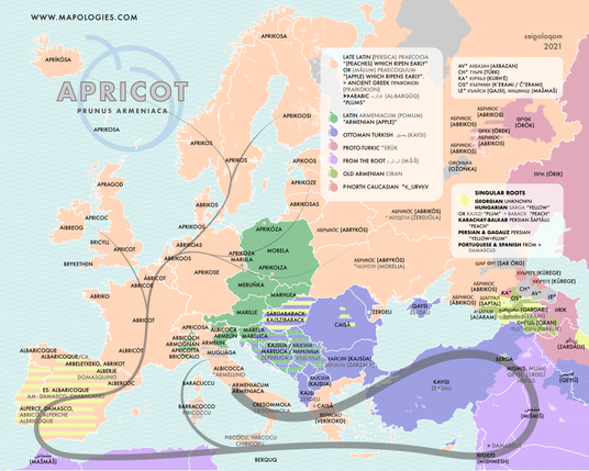 etymology map of apricot
