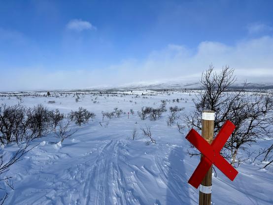 A white landscape, white from snow. A big red cross on a pole in the foreground, many more scattered around in the distance marking a winter trail. Ski tracks leading towards them. Scares bush like birches without leaves all over the place. Blue sky. 