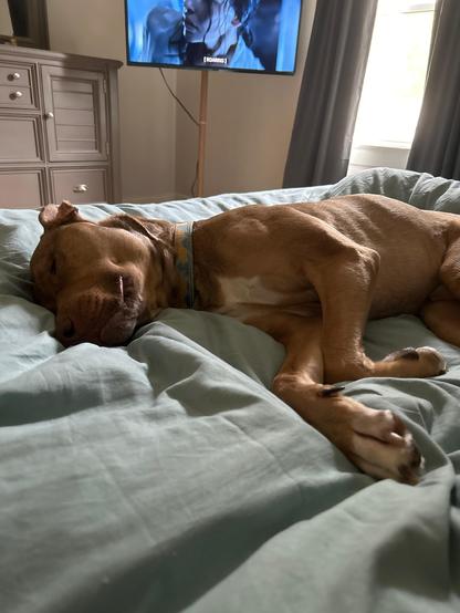 sleepin’ ass dog