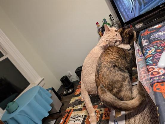 two cats, shine is nipping soot on the neck