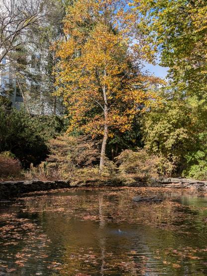 Photo: Several trees resplendent in autumn colors — oranges and yellows — behind a small, still pond with many leaves on its surface. There is a large modern building, white with many windows — it happens to be a medical research building — just behind the trees.