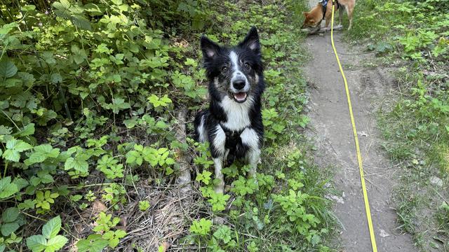 Border collie en balade