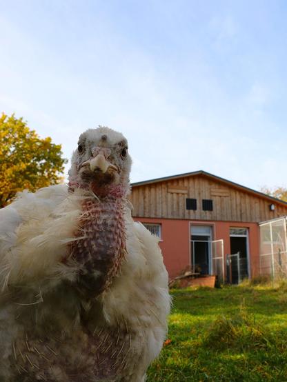 Pute Amelie befindet sich in der Mauser und schaut in Richtung der Kamera. Im Hintergrund ist Haus #2 im Land der Tiere zu sehen.