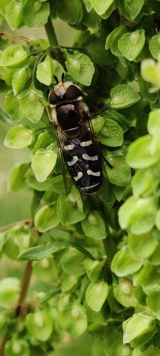 Eine Schwebfliege die mit eingeklappten Flügeln auf eine Pflanze sitzt . Sie ist in einen eher schwarzen Farbton gehalten . Hat am Hinterleib 3 helle Streifen die in der Mitte unterbrochen sind . Die Pflanze ist sehr kleinblättrig , es handelt sich wahrscheinlich um Krauser Ampfer