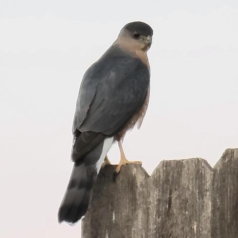 Young male Coopers Hawk sitting on the edge of a wood fence.