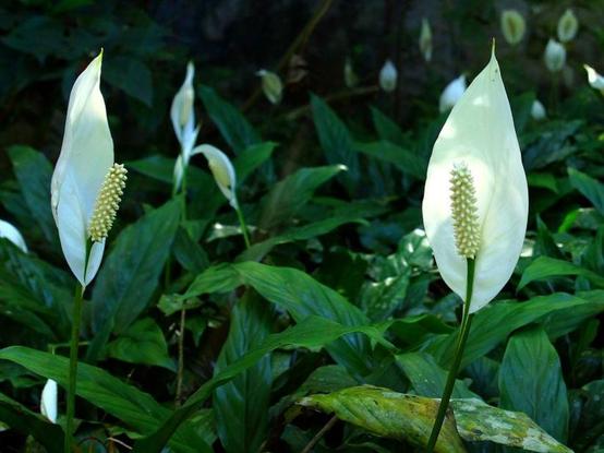 White-flowered peace lilies with dark green leaves