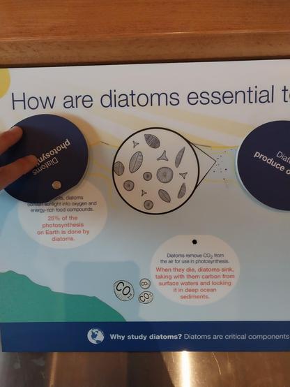 #Diatoms remove #CO₂ from the air for use in photosynthesis.

When they die, diatoms sink, taking with them #carbon from surface waters and locking it in deep ocean #sediments.