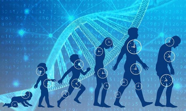 Anti-senescence therapeutics Market