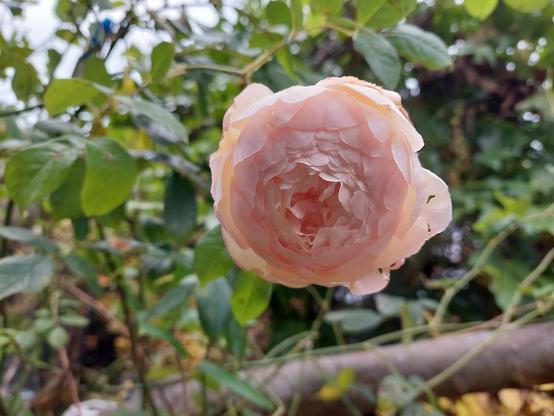 Pink-tinged climbing rose Claire Austin