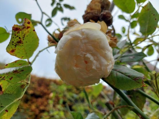 Cream climbing rose Claire Austin