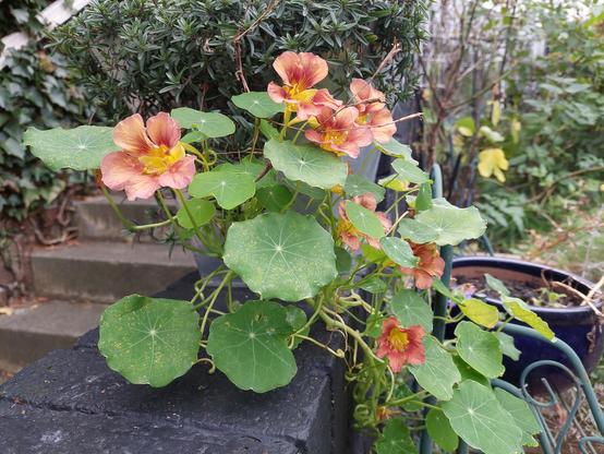 Dusky rose nasturtium