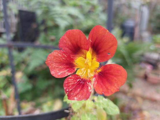 Red and yellow nasturtium