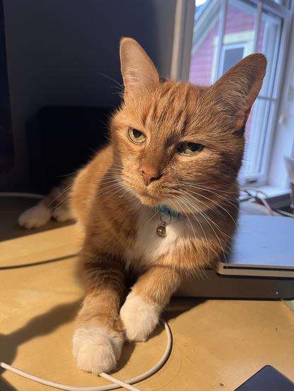 A small ginger cat perches precariously on the edge of a Mac Mini for extra warmth, displacing components hither and thither with a raffish, devil-may-care attitude.