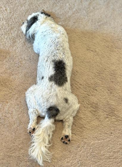 Poodle mix lying on her belly with hind legs flexed outward like a broiling chicken.