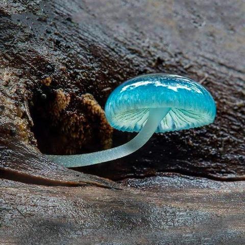 A vibrant blue mushroom with a translucent, glossy cap and thin stem, growing on a wooden surface.