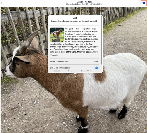 Goat in Apple's photo application, with an overlay explaining what a goat is. 