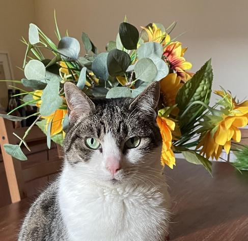 A grey-white cat on a table in front of a vase of sunflowers poses for the camera. 
