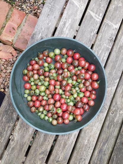Dusky pink cherry tomato Rosella in green tray