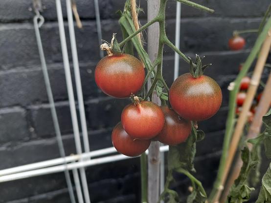 Dusky pink cherry tomato Rosella truss on plant