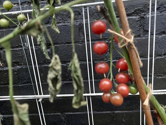 Dusky pink cherry tomato Rosella truss on plant