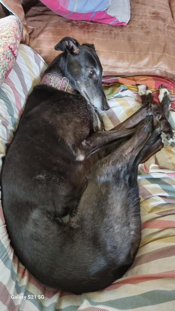 Schwarzer Windhund zusammengestellt auf gestreiftem Bettuch/ black greyhound curled up on stripy duvet